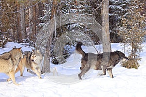 Wolves hunting elk
