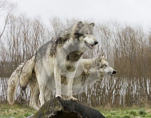 Wolves on the Lookout