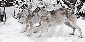 Wolves male and female play during mating in a snowy winter forest