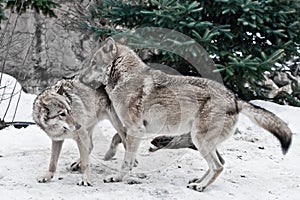 The wolves are male and female during the rut mating games, the wolf cares for the she-wolf, the predatory animals are playing,