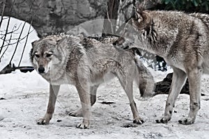 The wolves are male and female during the rut mating games, the wolf cares for the she-wolf, the predatory animals are playing,