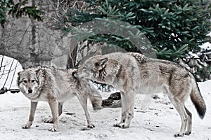 The wolves are male and female during the rut mating games, the wolf cares for the she-wolf, the predatory animals are playing,