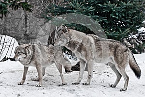 The wolves are male and female during the rut mating games, the wolf cares for the she-wolf, the predatory animals are playing,