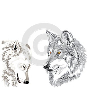 Wolves muzzles sketch photo