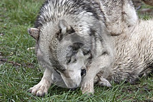 Wolves Playfully Fighting