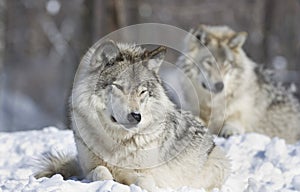 Wolves resting