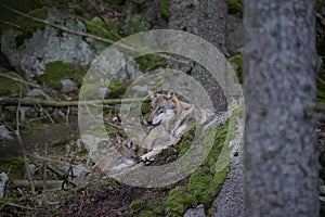 Wolves resting on the rock.