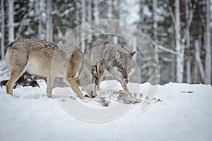 Wolves scavenging