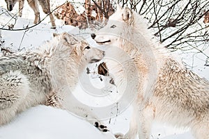 Wolves in snow