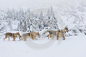 Wolves in the snow