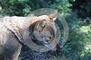 The wolves in the wildlife area of Civitella Alfedena