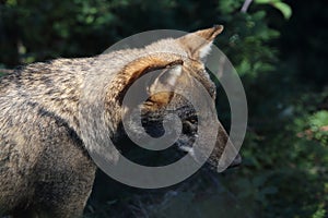 The wolves in the wildlife area of Civitella Alfedena