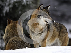 Lobos en el invierno 