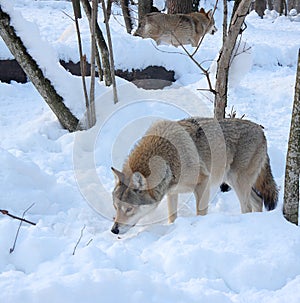 Wolves in the winter forest