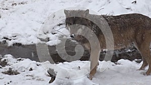 Wolves in the winter time, pack behavior in the snowy forest, on frost when they become tense