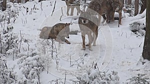 Wolves in the winter time, pack behavior in the snowy forest, on frost when they become tense