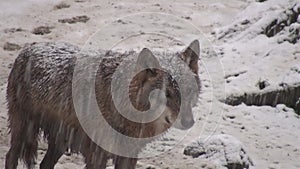 Wolves in the winter time, pack behavior in the snowy forest, on frost when they become tense