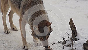 Wolves in the winter time, pack behavior in the snowy forest, on frost when they become tense