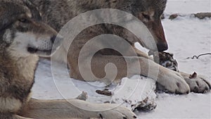 Wolves in the winter time, pack behavior in the snowy forest, on frost when they become tense