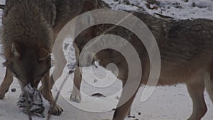 Wolves in the winter time, pack behavior in the snowy forest, on frost when they become tense