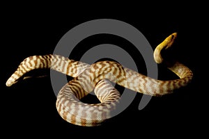 Woma python