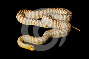 Woma python