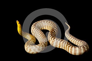 Woma python
