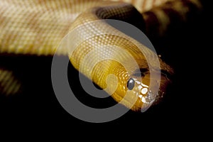 Woma python photo