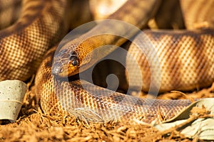 Woma Python