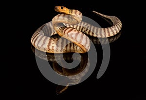 Woma Python