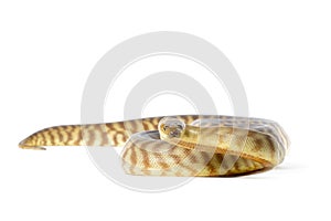 Woma Python