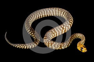 Woma Python (Aspidites ramsayi)