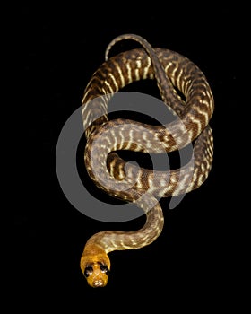 Woma Python (Aspidites ramsayi) photo