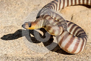 Woma Python