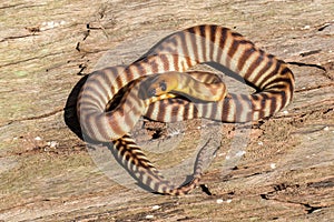 Woma Python