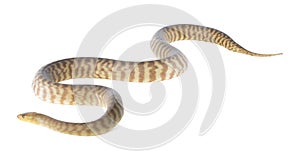 Woma Python