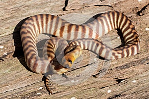 Woma Python