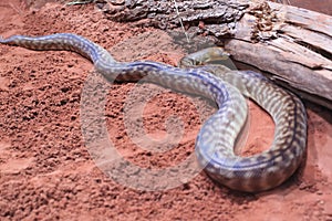 Woma python photo