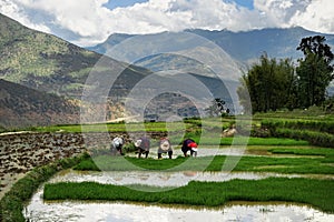 Womaen harvesting Rice in Bhutan