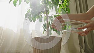 Woman accidentally fills a flower with water, the earth flows out of a pot, watering a ficus houseplant from a glass