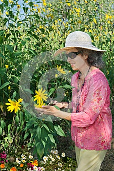 Woman admiring Jerusalem Artichoke flowers in a Topinambur field