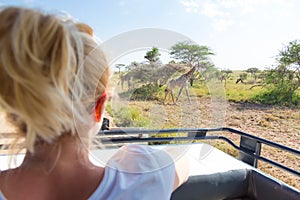 Woman on african wildlife safari observing giraffe grazing in the savannah from open roof safari jeep