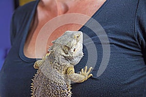 Woman with Agama lizard on her chest