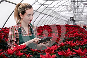 Woman agronomist in a greenhouse with blooming poinsettia works with data in an electronic tablet