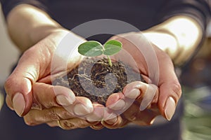 Woman agronomist is holding handful of soil with green seedling for spring planting. Concept of nature and agriculture