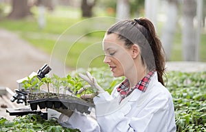 Woman agronomist holding seedling tray in greenhouse