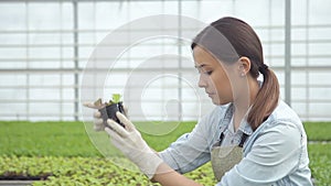 Woman agronomist inspects green salad in agroindustrial holding.
