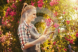 Woman agronomist makes quality control breeding of new varieties of roses