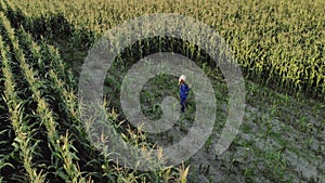Woman agronomist in overalls with an electronic tablet in his hands. An agricultural worker inspects the plot of corn