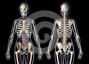 Woman anatomy cardiovascular system with skeleton, rear and front views